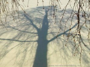 Schatten eines Birkenbaums im Schnee mit Birkenzweigen am Rand.