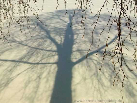 Schatten einer Birke im Schnee