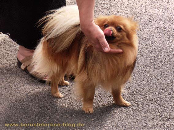 Lustiges Hundefoto - Lach-Yoga: Hündchen leckt die Hand seines Frauchen. Lustiges Hundefoto. Kleines Hündchen.