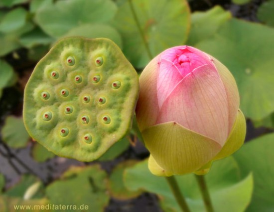 Rosa Lotusblume Knospe Gartenteich