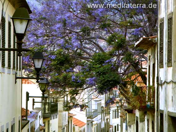 Altstadtgasse in Funchal auf Madeira - blaue Blüten der Jacarandabäume und romantische alte Häuser mit Laternen