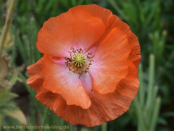 Bluete einer Mohnblume in der Wiese