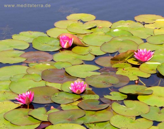 rot bluehende Seerosen Gartenteich