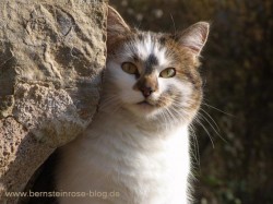 Weiße Tigerkatze an einem Felsen - Lach-Yoga-Übung Katze aus dem Mount Everest
