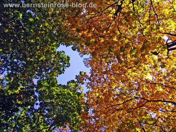 Baumrondell im Herbst