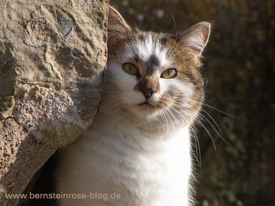 Katze als Bergsteiger