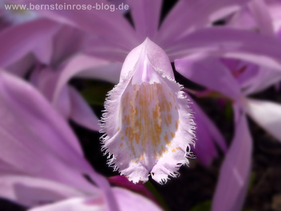 Loslassen am Abend mit Nahaufnahme einer violetten Orchideenblüte - Meditation mit Orchideenblüte