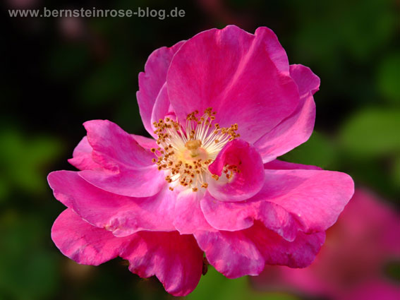 Wildrose dunkelrosa Bluete