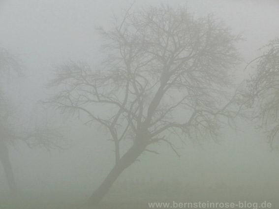 Obstbaeume im Nebel