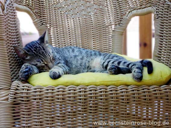 schlafende Katze auf Korbstuhl