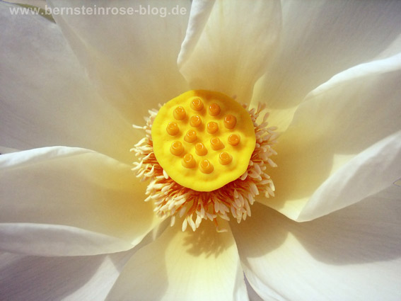 Achtsamkeitsübungen: Weiße Lotusblüte aus der Nähe mit Blütenstaubblättern und gelber Fruchtkapsel