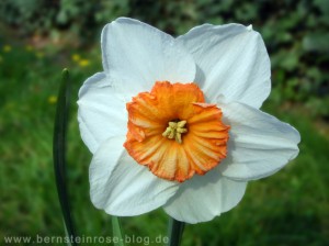 weiße Osterglockenbluete im Garten