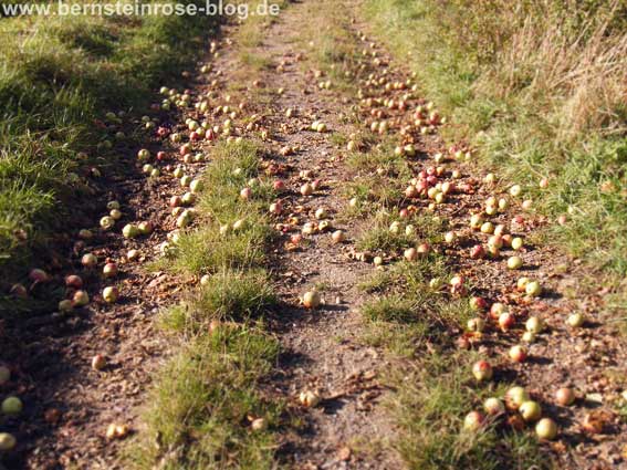 Aepfel als Fallobst auf dem Feldweg