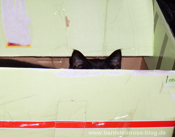 Katzenohren, die aus einer Kiste herausragen - schwarze Katze in einem Karton