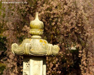 Japanischer Garten Kaiserslautern - Frühjahrsblüte