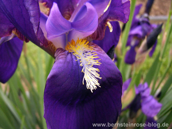 blaue Irisbluete am Teich