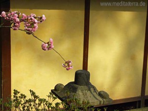 Kirschblüten am Teehaus im Japanischen Garten Kaiserslautern