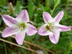 Zwei Ackerwindenblüten - rosa-weiß, die sich langsam schließen