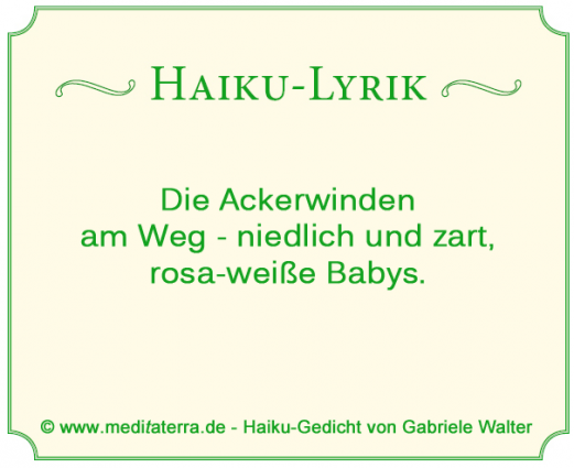 Haiku-Gedicht über die Ackerwinde - Vergleich mit Babys - Ackerwindenblüten