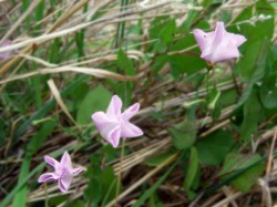 drei Ackerwindenblüten bei bedecktem Himmel - geschlossene Blüten