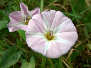 Ackerwindenblüte geöffnet - rosa weiße Farbe