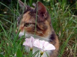 Getigerte Katze mit Ackerwindenblüten