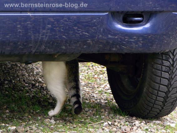 Autoinspektion mit Katze