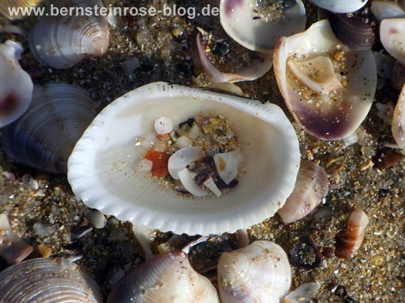 Weiße Muschel mit Muschelstücken und Sand gefüllt und weitere Muscheln im Sand