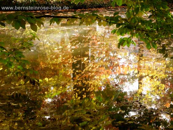 Herbstliche Spiegelung auf der Wasseroberfläche eines Teiches - Bäume und Herbstblätter