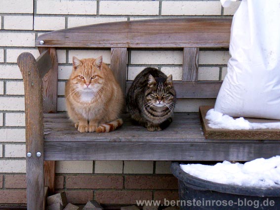 Rote und graue Tigerkatze auf einer Holzbank mit Schnee und Plastiksack vor einer Schieferwand.