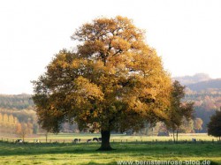 Eichenbaum im Herbst mit braunen Blättern in der Sonne
