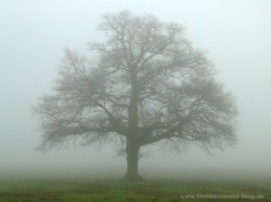 Eichenbaum im Nebel, herbstliche Eiche