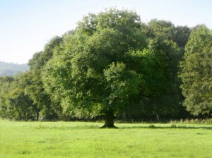Eichenbaum im Sommer, grüne Wiese und grüner Wald