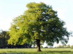 Eichenbaum im Frühjahr in zartgrünen Blätterkleid in der Sonne