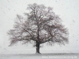 Eichenbaum im Winter: Schneeflocken, Wind, kahler Eichenbaum