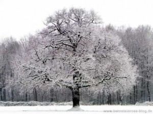 Eichenbaum im Winter, mit Schnee bedeckt