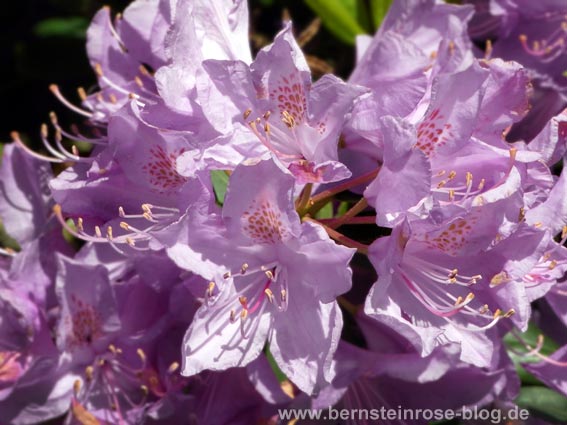 Violette Rhododendronblütendolde - Nahaufnahme