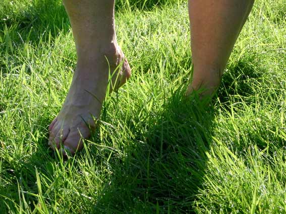 Kneippsches Tautreten - feuchte Wiese im Sonnenschein mit zwei Füßen im Gras - glitzernde Tautropfen an den Grashalmen