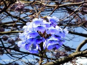 blaue Blütenrispe eines Jacarandbaums