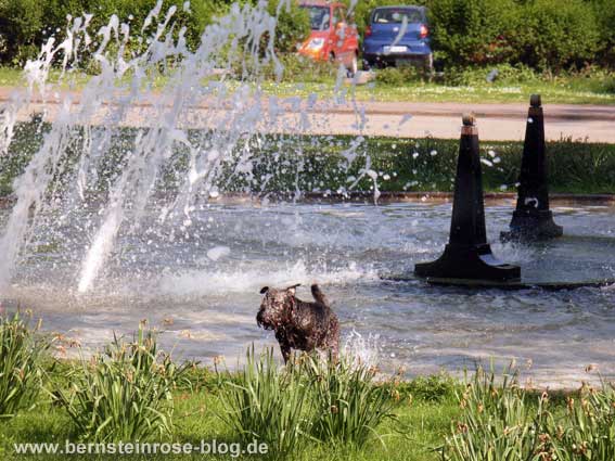 Begossener Pudel: im Springsbrunnen durchnässter Pudel mit Springbrunnenwasser in der Stadt