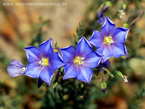 Blaue Blütensterne: drei kleine blaue Blüten im Sonnenlicht