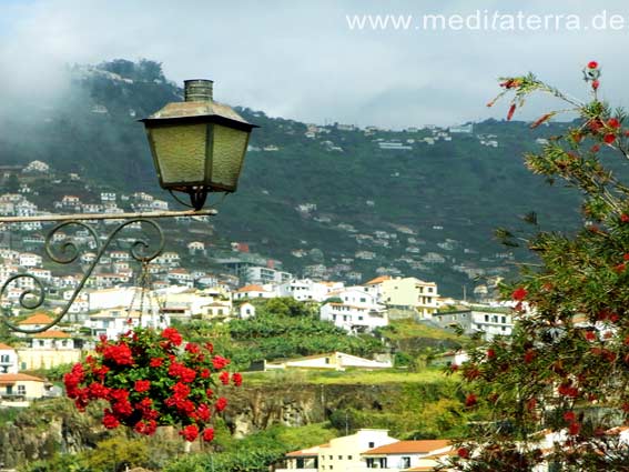 Madeira, Dorf, Camara de Lobos, Blumen, Laterne