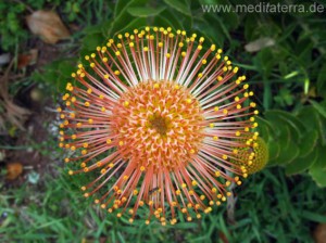 Blumeninsel Madeira