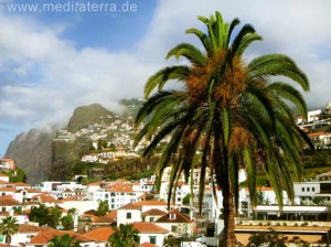 Madeira: Palme und Camara de Lobos im Hintergrund