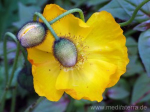 Schlafmohnblüte in Gelb