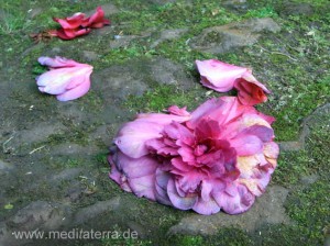 abgefallene Kamelienblüte - altes Pflaster