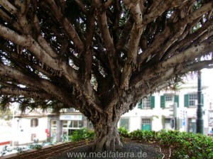 Drachenbaum in Funchal auf der Insel Madeira