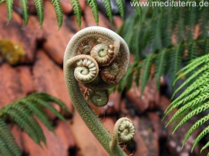 Farnpflanze auf Madeira