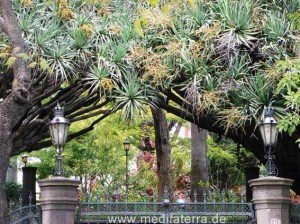 Drachenbäume - Garten in Funchal Madeira