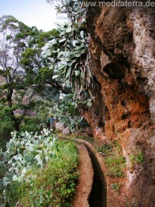 Subtropische Vegetation auf Madeira